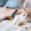 котёнок