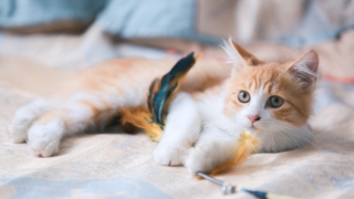 котёнок
