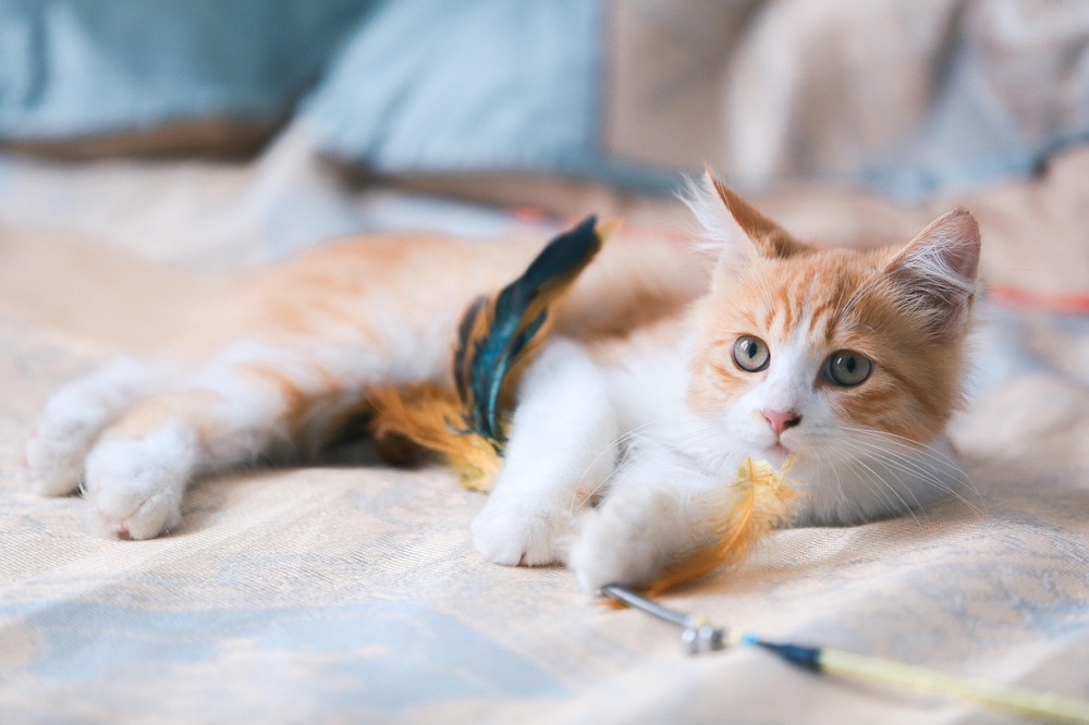 котёнок